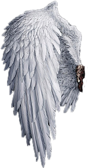 Alas %28168%29 - White Angel Wings Png (392x679), Png Download
