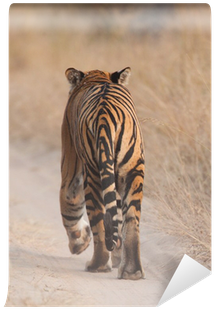 Tiger (400x400), Png Download