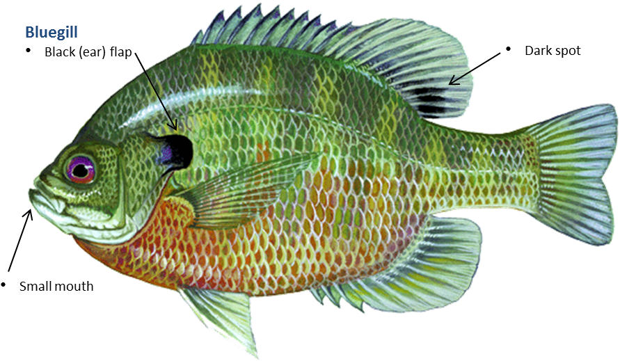Bluegill Tilapia (1026x543), Png Download