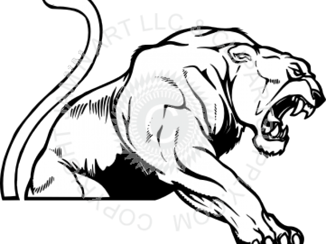 Drawn Cougar - Stickalz Llc Wild Lion Vinyl Wall Art Decal Sticker (640x480), Png Download