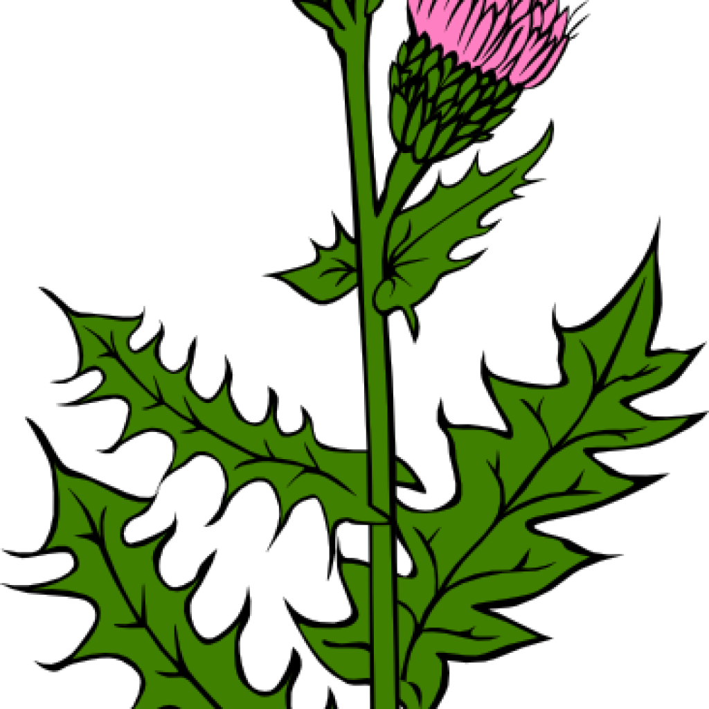 Weed Clipart Weed Bud - Desert Flower Clipart (1024x1024), Png Download