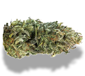 Cbd 20 - - Plant Pathology (360x358), Png Download