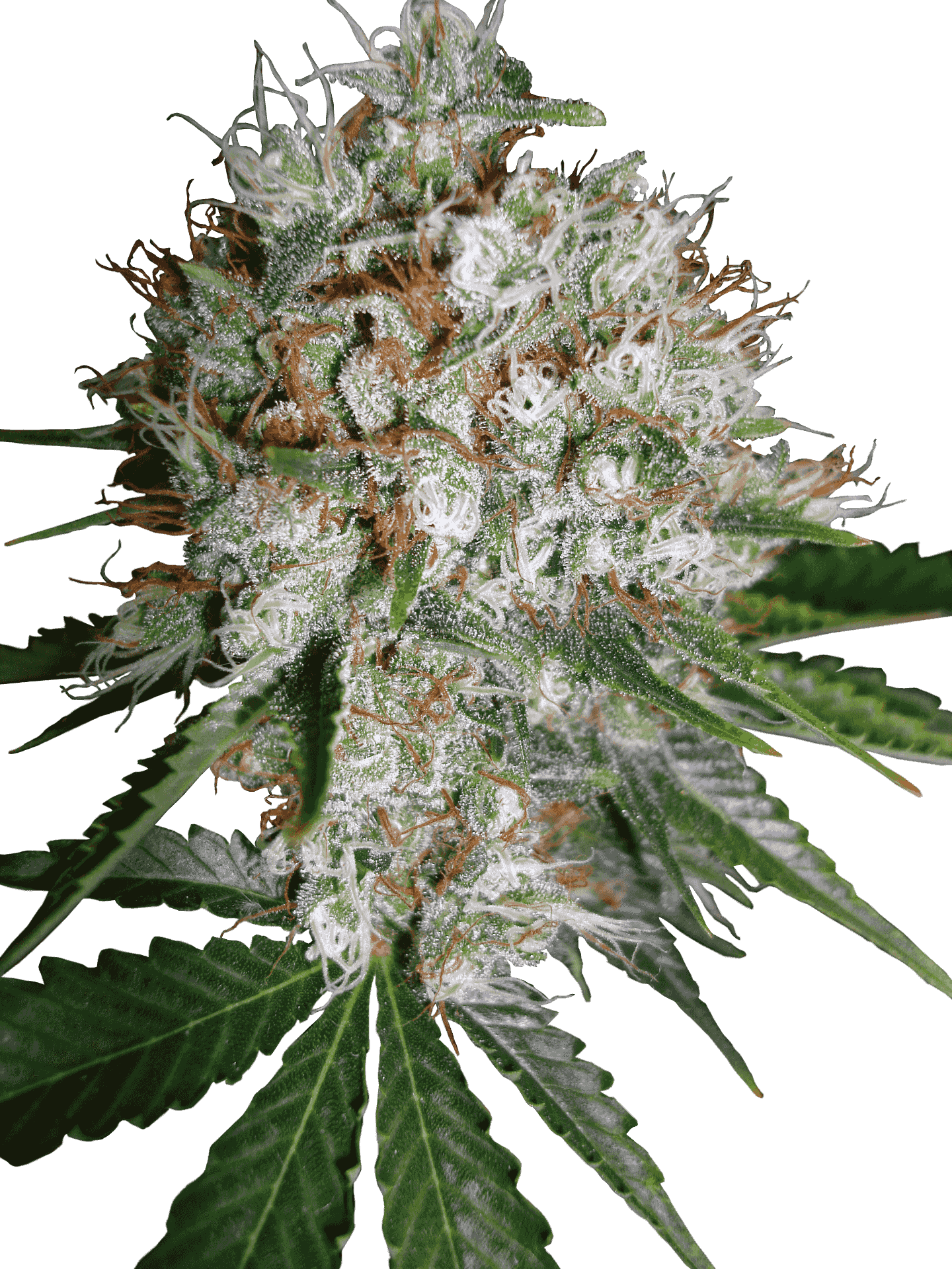 Seedbank - Big Bud Xxl (1440x1920), Png Download