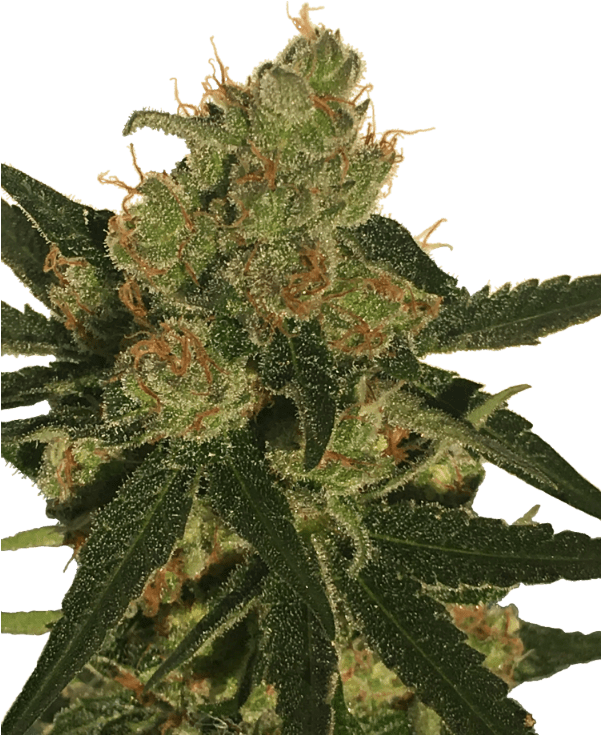 Cali Cure - Cali Cure Weed (600x900), Png Download