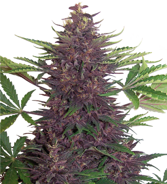Entrevista A Buddha Seeds - Buddha Purple Kush Auto (343x378), Png Download