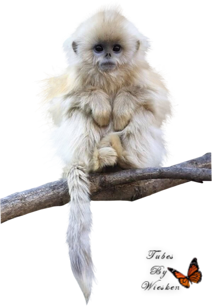 Dieren-wieskes Tube - Wildlife Photographer Of The Year Pocket Diary 2015 (416x600), Png Download