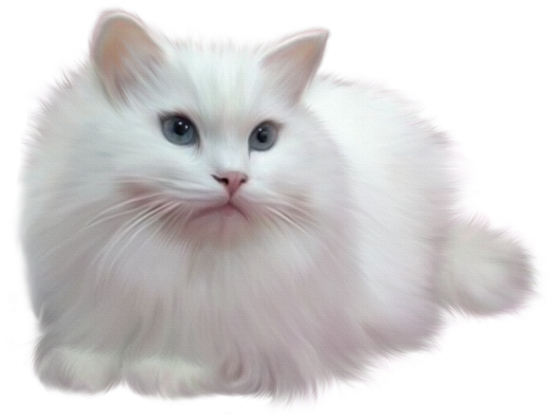 Tube Chat - Chat Blanc Fond Blanc (600x420), Png Download