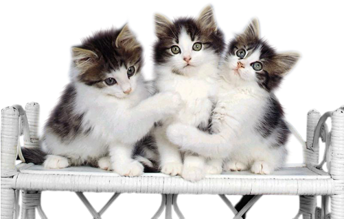 2-4 18 - Kitten (500x334), Png Download