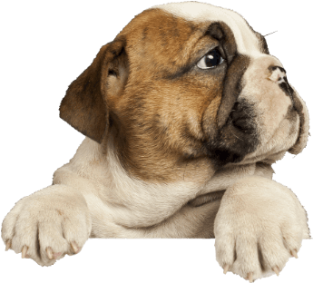 Bulldog Puppy-kaninesocial - Show Us Your Puppies (440x347), Png Download