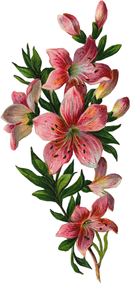 I Love Tiger Lily - Dios Quiera Cuando Dios Quiera (764x1600), Png Download
