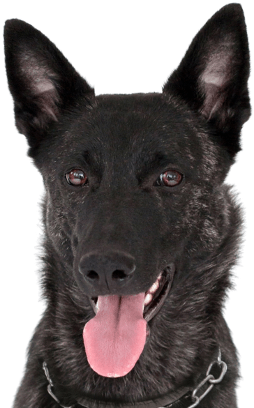 Dutch Shepherd - Dog Yawns (565x585), Png Download