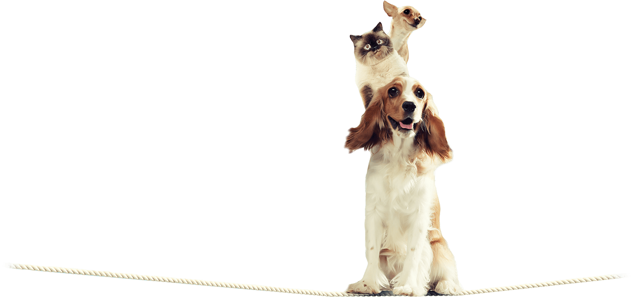Help Pets Cope With Stressful Situations And Settle - Fotomural Para Puertas Perros Y Gatos Amigos (1300x614), Png Download