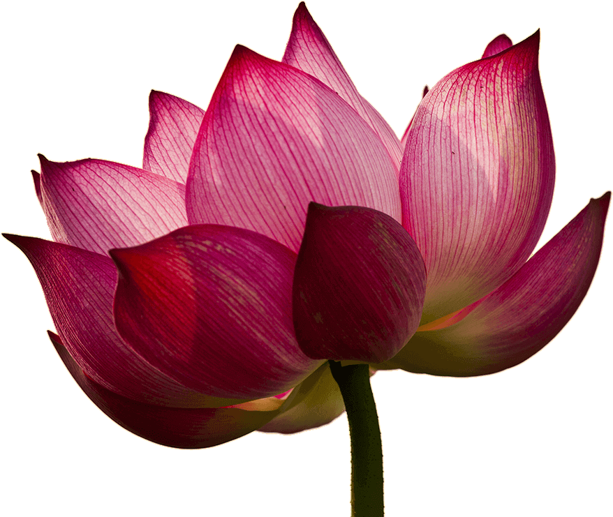Flower1 - Sacred Lotus (878x741), Png Download