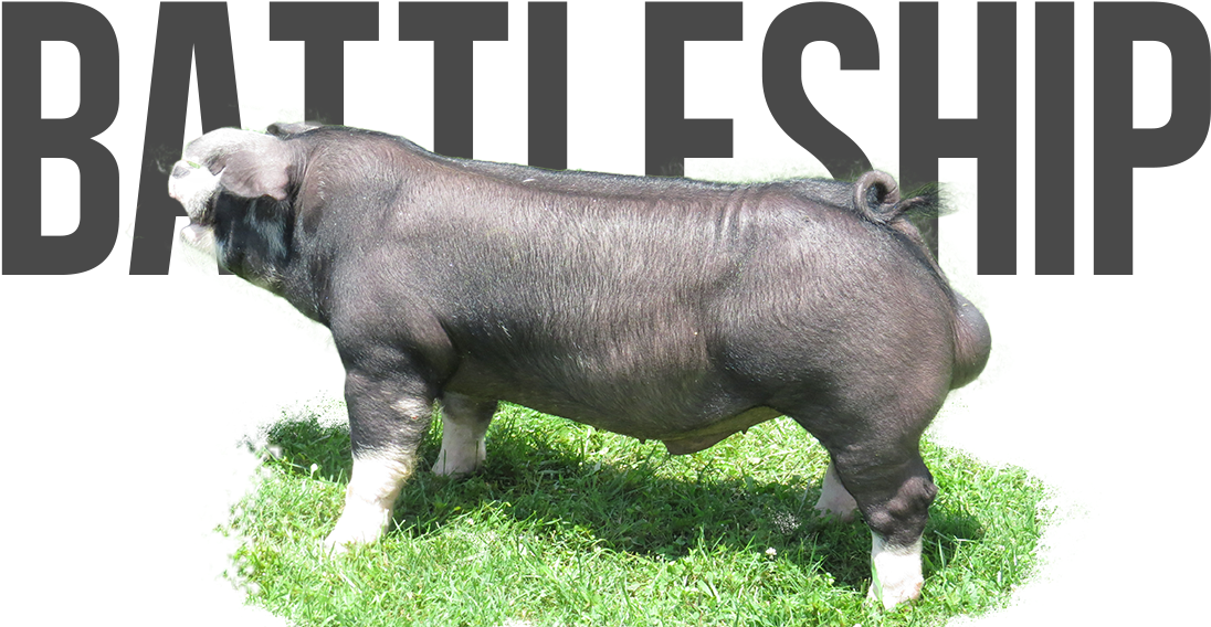 Like No Other X Bravo - Wall Decal (1131x576), Png Download