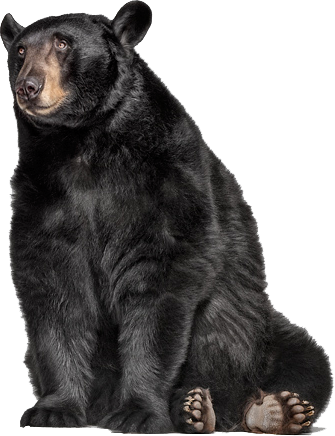 Share This Image - Andrew Zuckerman Cat (335x436), Png Download