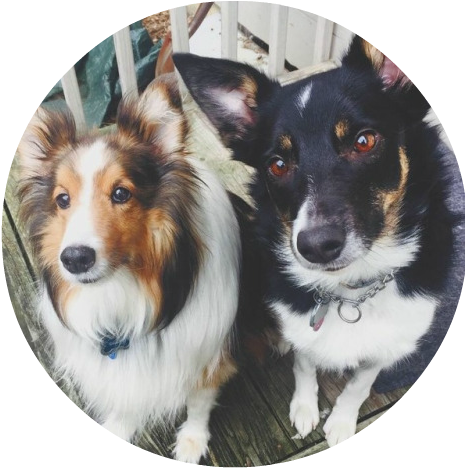 Tumblr Omo9wssksi1qjcdw9o1 500 - Shetland Sheepdog (500x596), Png Download