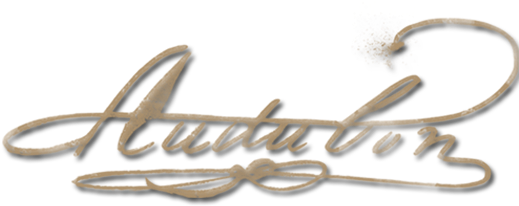 Navigation - John James Audubon (518x281), Png Download