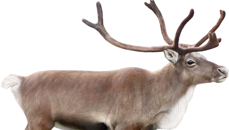 Le Visuel - Transparent Caribou (1009x418), Png Download