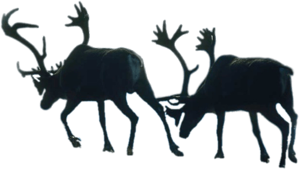Download - Reindeer (1024x451), Png Download