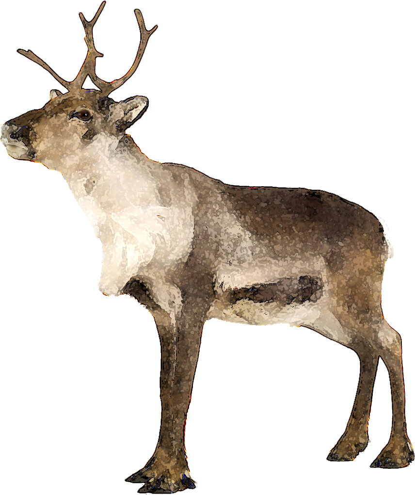 Ten Ways To Modify - Caribou Png File (959x1050), Png Download