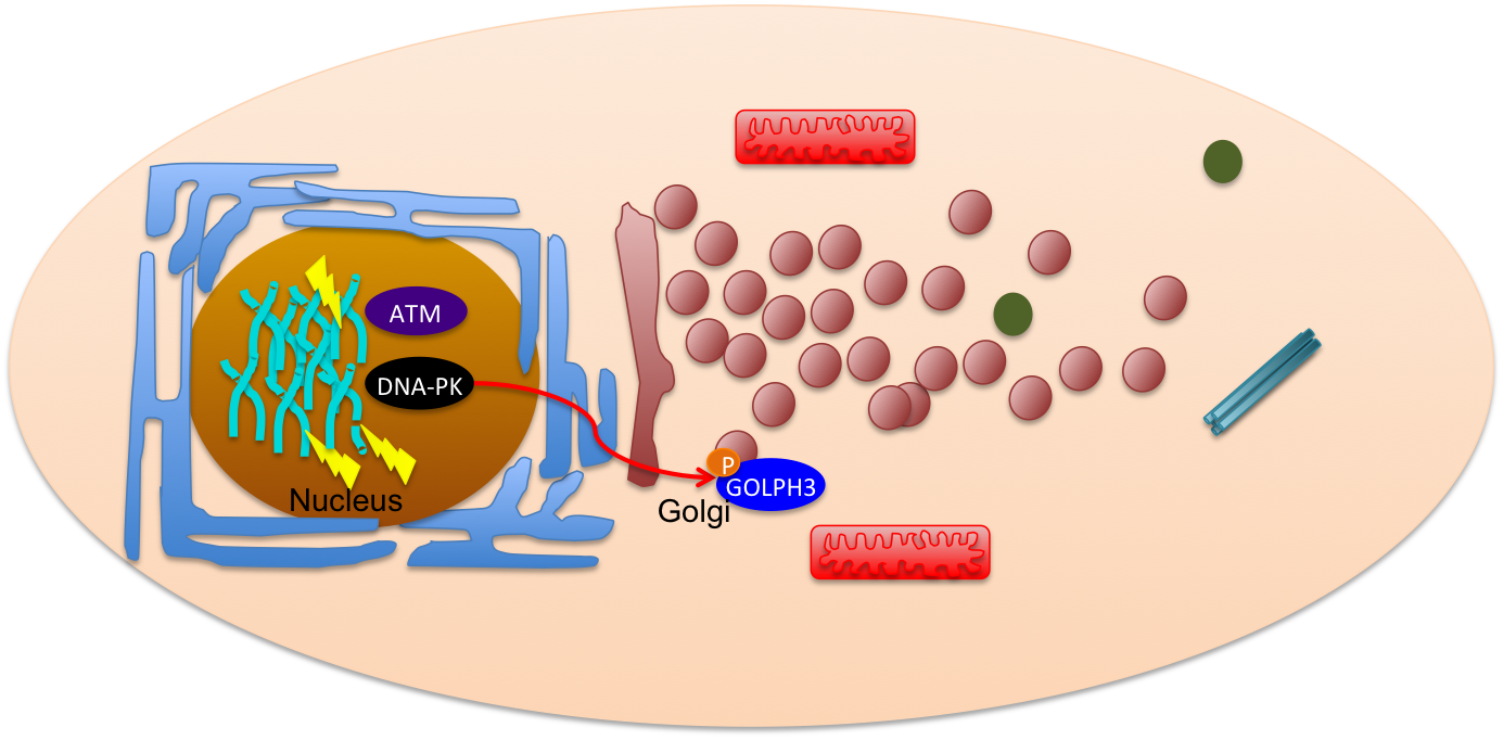 Dna Damage Atm Nucleus (1385x682), Png Download