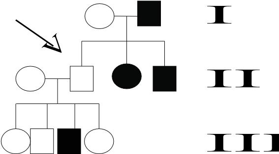 Pedigree Chart - Circle (612x792), Png Download