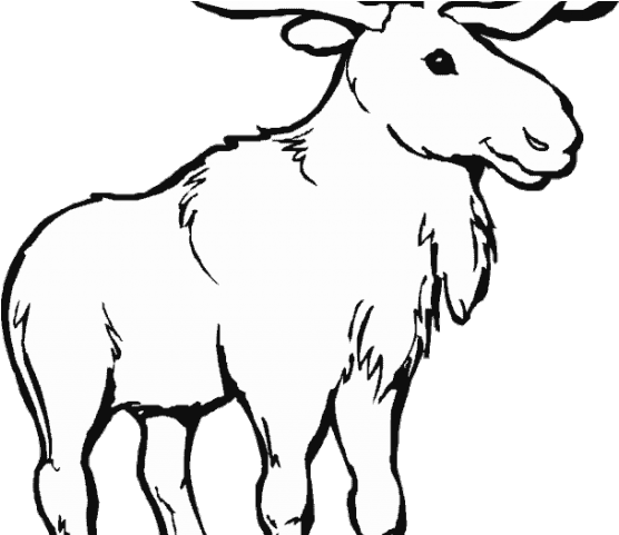 Caribou Clipart Coloring Page - Moose Coloring Pages (640x480), Png Download