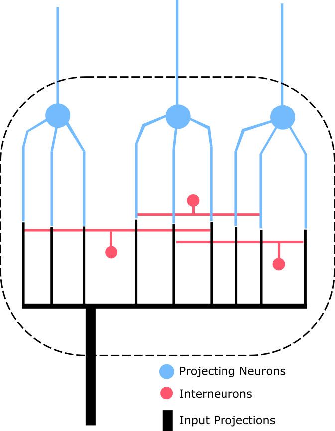 Typically, A Nucleus Contains - Neuron (673x866), Png Download