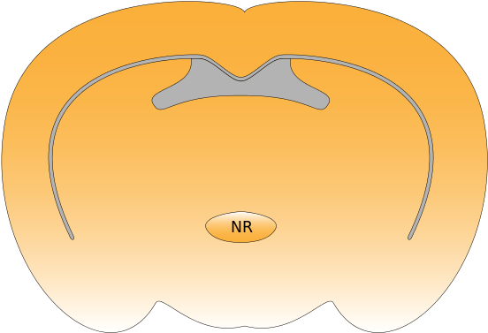Reunion Nucleus Rat Brain (615x480), Png Download
