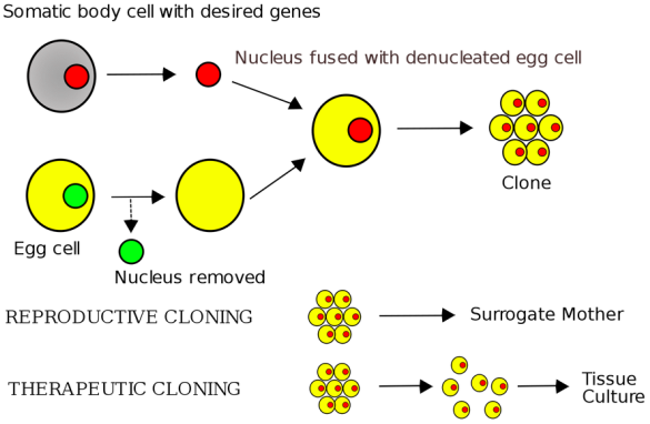 Http - //upload - Wikimedia - Diagram English - Svg/2000px-cloning - Somatic Cell Nuclear Transfer Diagram (585x382), Png Download