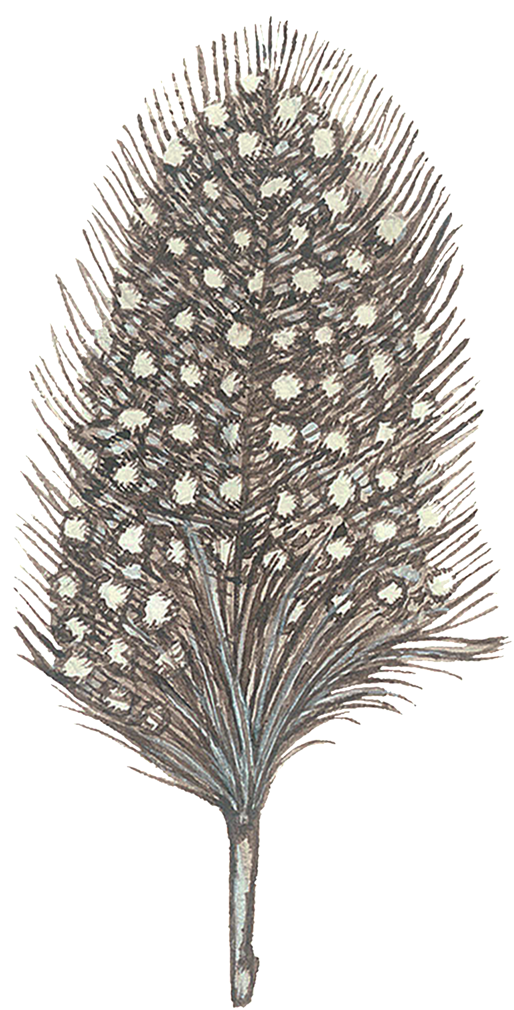 Fashion Feather Decoration Illustration - Pond Pine (1024x1978), Png Download
