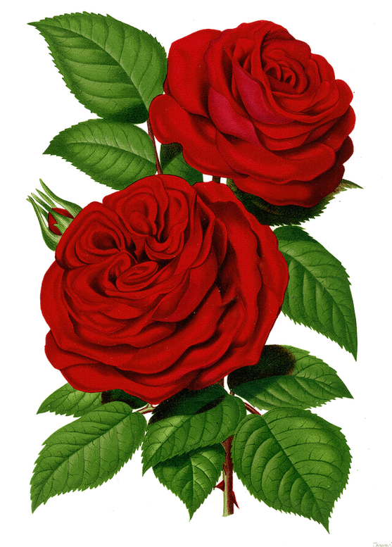 Flores - Rose Graphic Png (567x800), Png Download