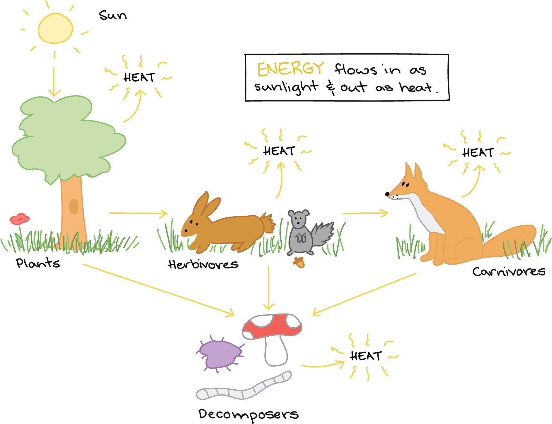 Process Of Ecosystem Which Are Affected (1929x1479), Png Download