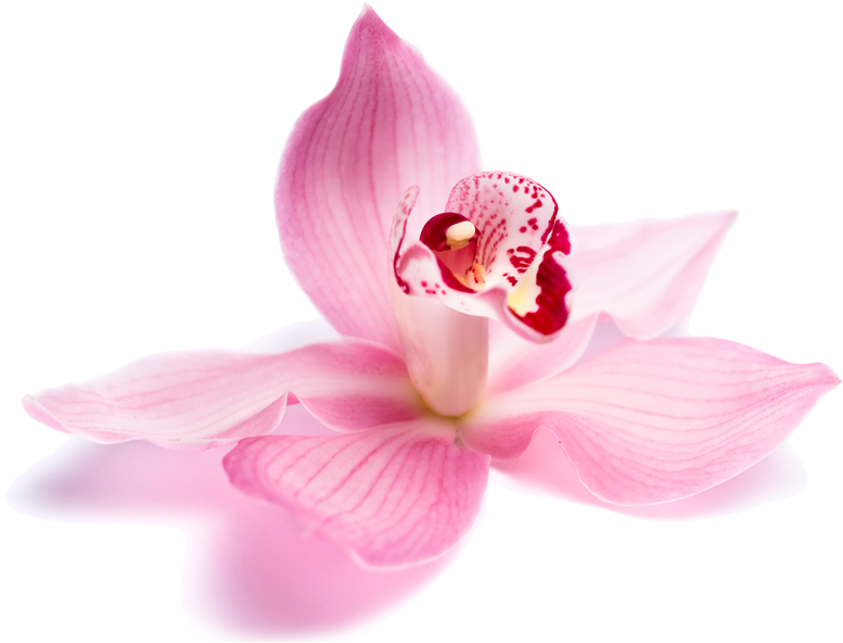 Welcome - Beauty Parlour Flowers Png (800x600), Png Download