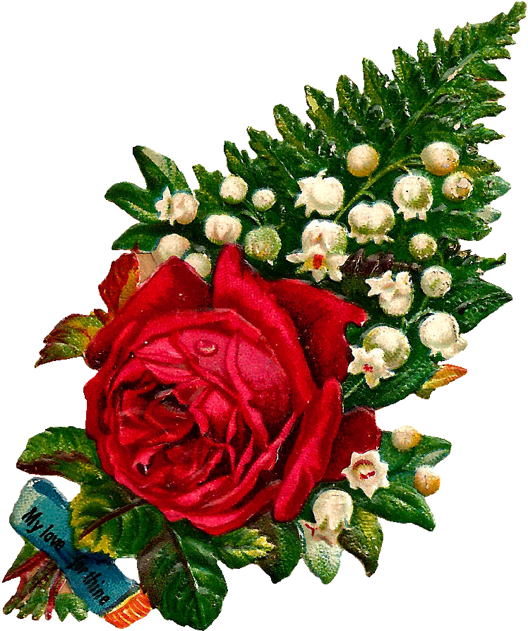 What A Beautiful Digital Red Rose Graphic I Love This - Single Red Rose Flower Love Png (896x1006), Png Download