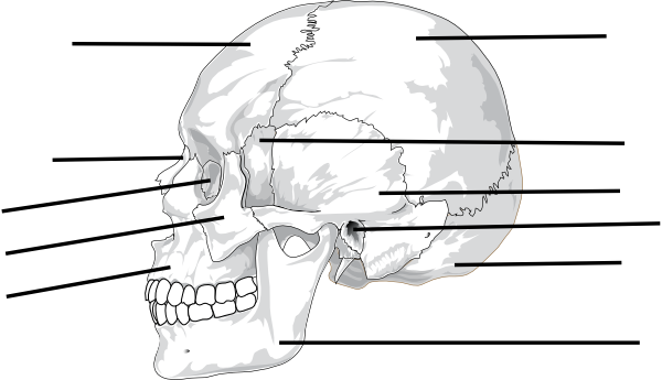 Small - Black And White Profile View Of A Skull Wine Stopper (600x345), Png Download