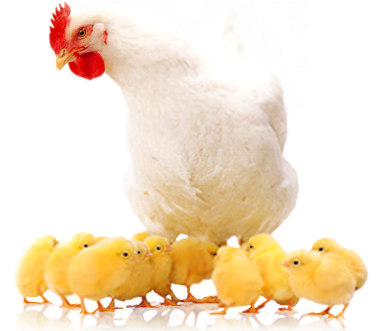 Layer Hen Rearinglayer Hen Rearing - Layer Hen (600x330), Png Download