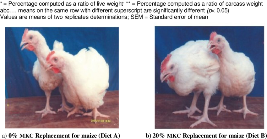 Carcass Characteristic Of The Broiler Chickens Fed - Chicken (850x443), Png Download