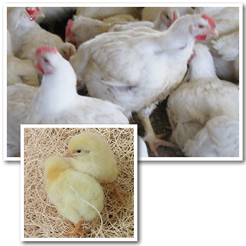 Cornish Cross Chickens Near California, Oregon, And - Broiler (360x360), Png Download