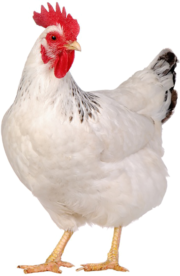 Live Chicken 1kg - Chicken Animal (600x600), Png Download
