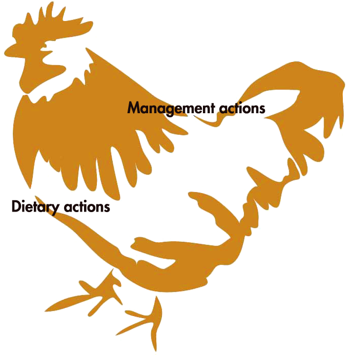 Poultryworld - Farm Animals Clipart (700x700), Png Download