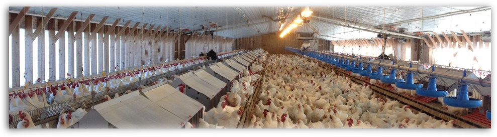 Welcome - International Poultry Farm (989x273), Png Download