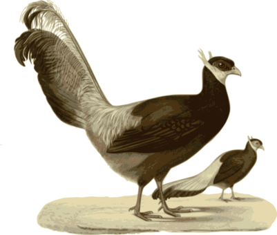 Bird Computer Icons Ring-necked Pheasant Rooster - Blue Eared Pheasant (401x340), Png Download