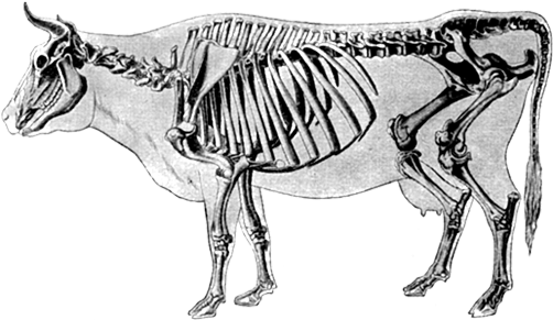 Almost A Veterinarian - Farm (600x300), Png Download