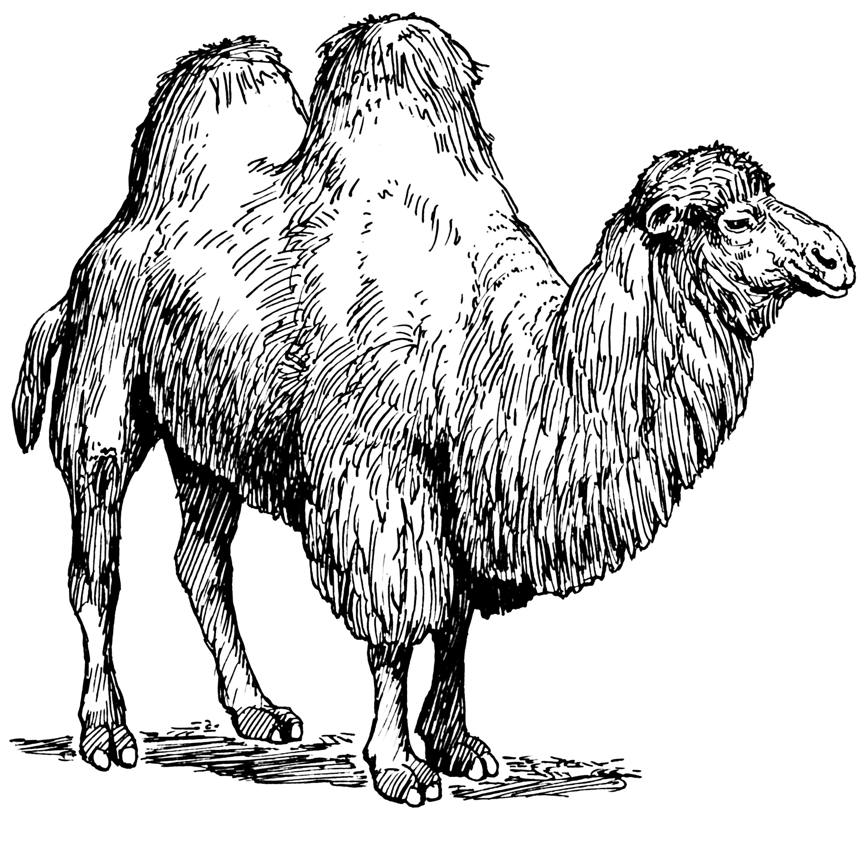 File Psf Transparent Png Banner Black And White - Camel Drawings 2 Humped (2907x2860), Png Download
