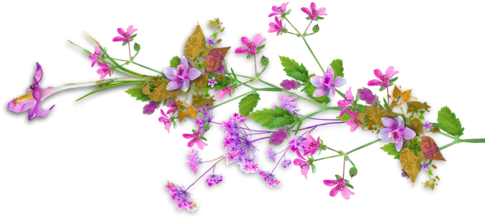 Tubes Fleurs - Page - Wildflowers Transparent Borders (500x249), Png Download