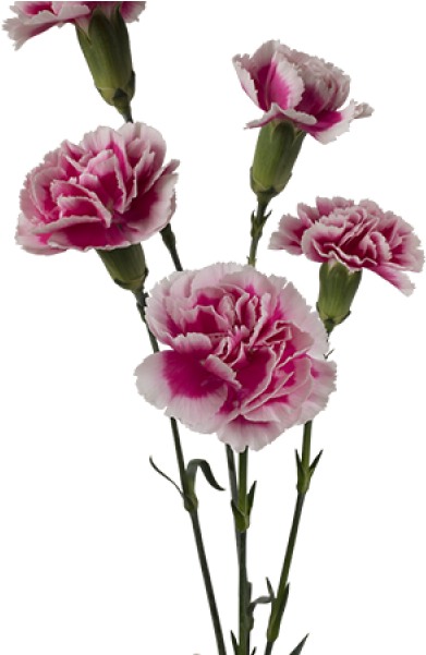 Kwiaty - Kwiaty Cięte - Goździk Gałązkowy - Bolero - Carnation (800x600), Png Download