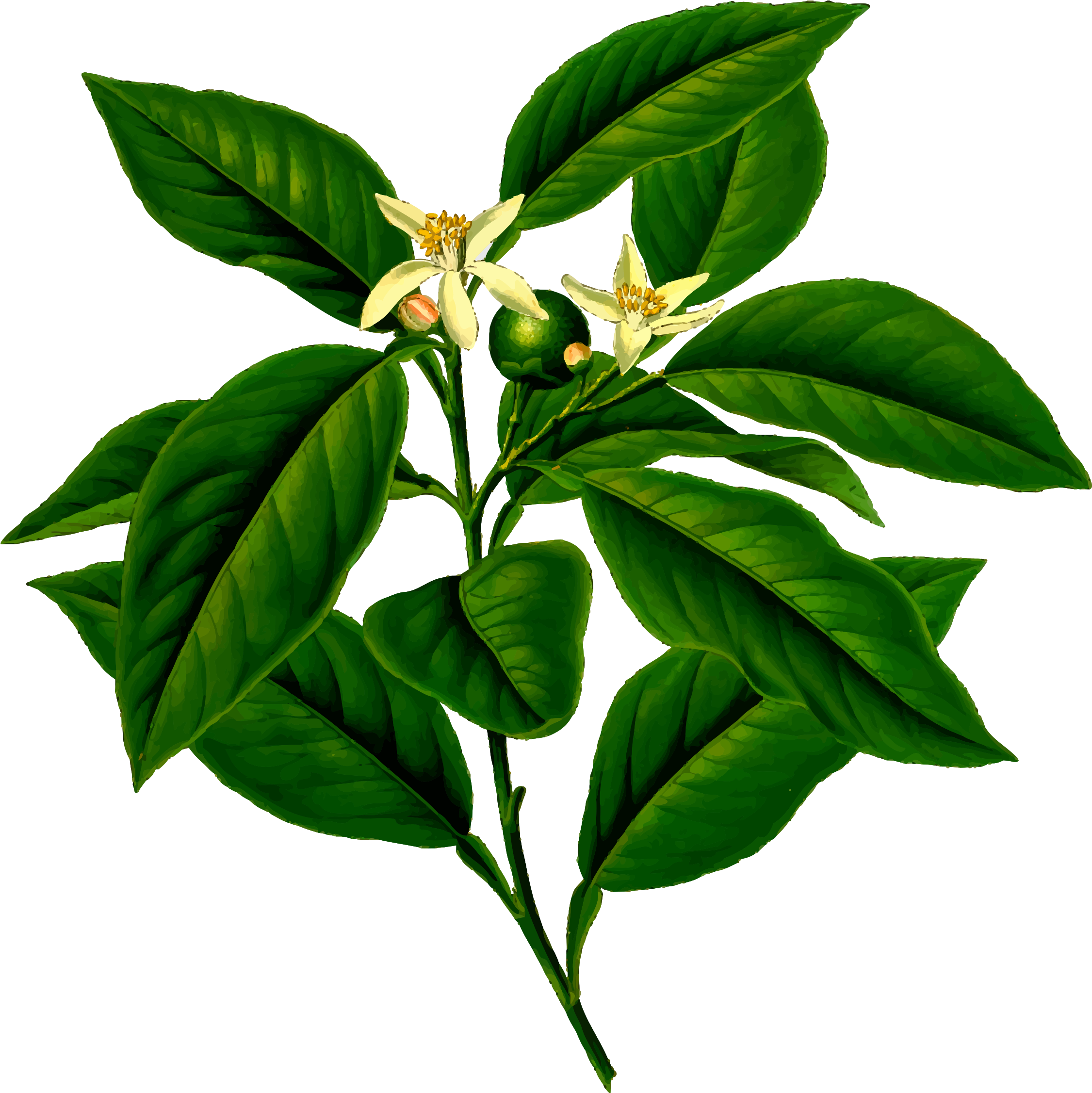 Citrus Limon L Osbeck (2400x2252), Png Download