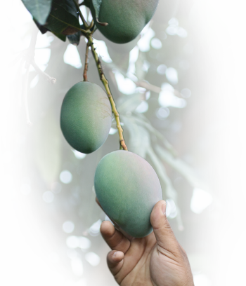 Meet A Mango Tree - Olive (350x408), Png Download