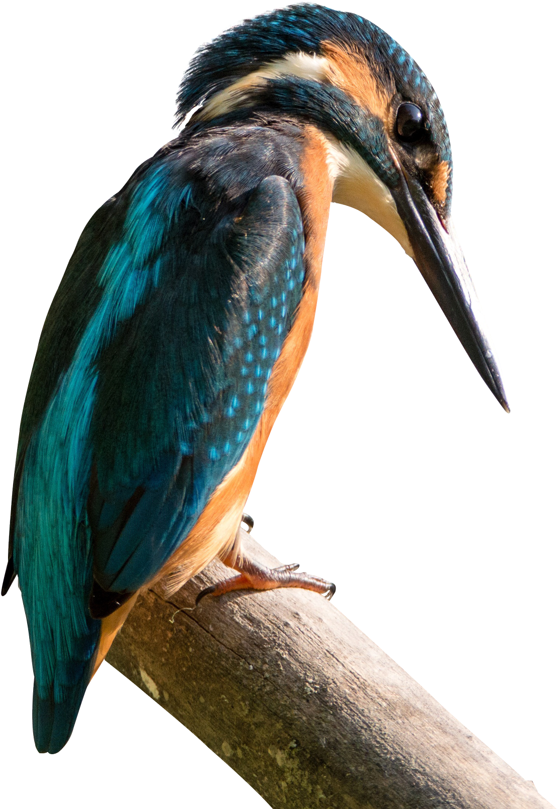 Kingfisher Bird Png Image - Sanctuaries Bird Of Nepal List (1320x1657), Png Download